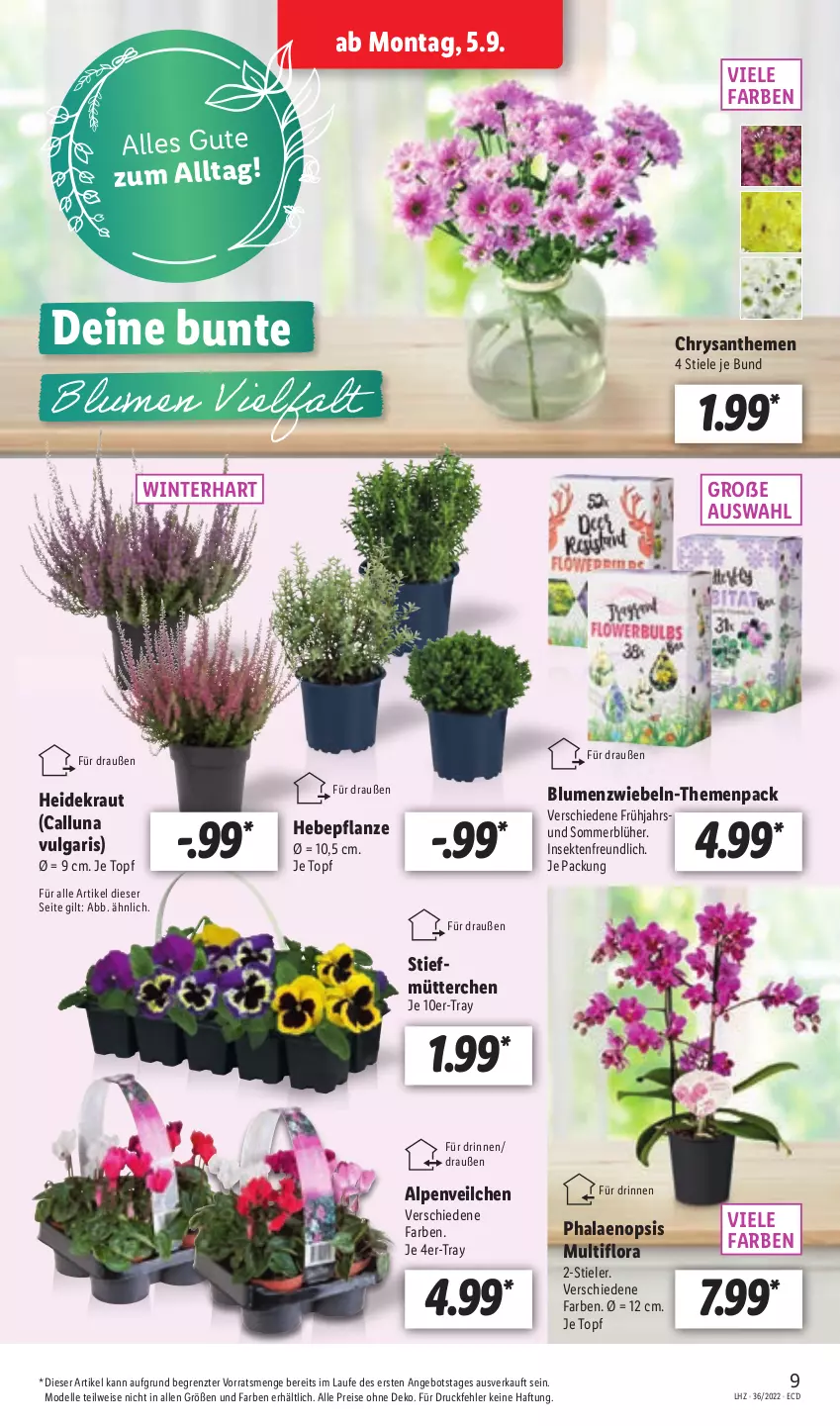 Aktueller Prospekt Lidl - Aktionsprospekt - von 05.09 bis 10.09.2022 - strona 9 - produkty: angebot, blume, blumen, chrysanthemen, dell, eis, elle, Heidekraut, Kraut, LG, Mode, pflanze, phalaenopsis, reis, sekt, Ti, topf, ZTE, zwiebel, zwiebeln