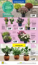 Gazetka promocyjna Lidl - Aktionsprospekt - Gazetka - ważna od 10.09 do 10.09.2022 - strona 20 - produkty: chrysanthemen, Gerber, Grünpflanzen, Holz, HP, Kalanchoe, kulturtopf, ndk, pflanze, pflanzen, Ria, rosen, Schal, Schale, Ti, topf, übertopf