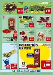 Gazetka promocyjna Marktkauf - Prospekt - Gazetka - ważna od 31.05 do 31.05.2025 - strona 13 - produkty: aktionspreis, blume, braun, champignon, champignons, champignons braun, deka, eis, LG, mini-rispentomaten, Nektar, nektarinen, nuss, paprika, paprika rot, Pfingstrosen, pfirsich, pfirsiche, reis, ring, rispentomaten, rosen, salat, salatherzen, sonnenblume, spargel, spargel grün, Spitzpaprika, Ti, tomate, tomaten, topf, ZTE