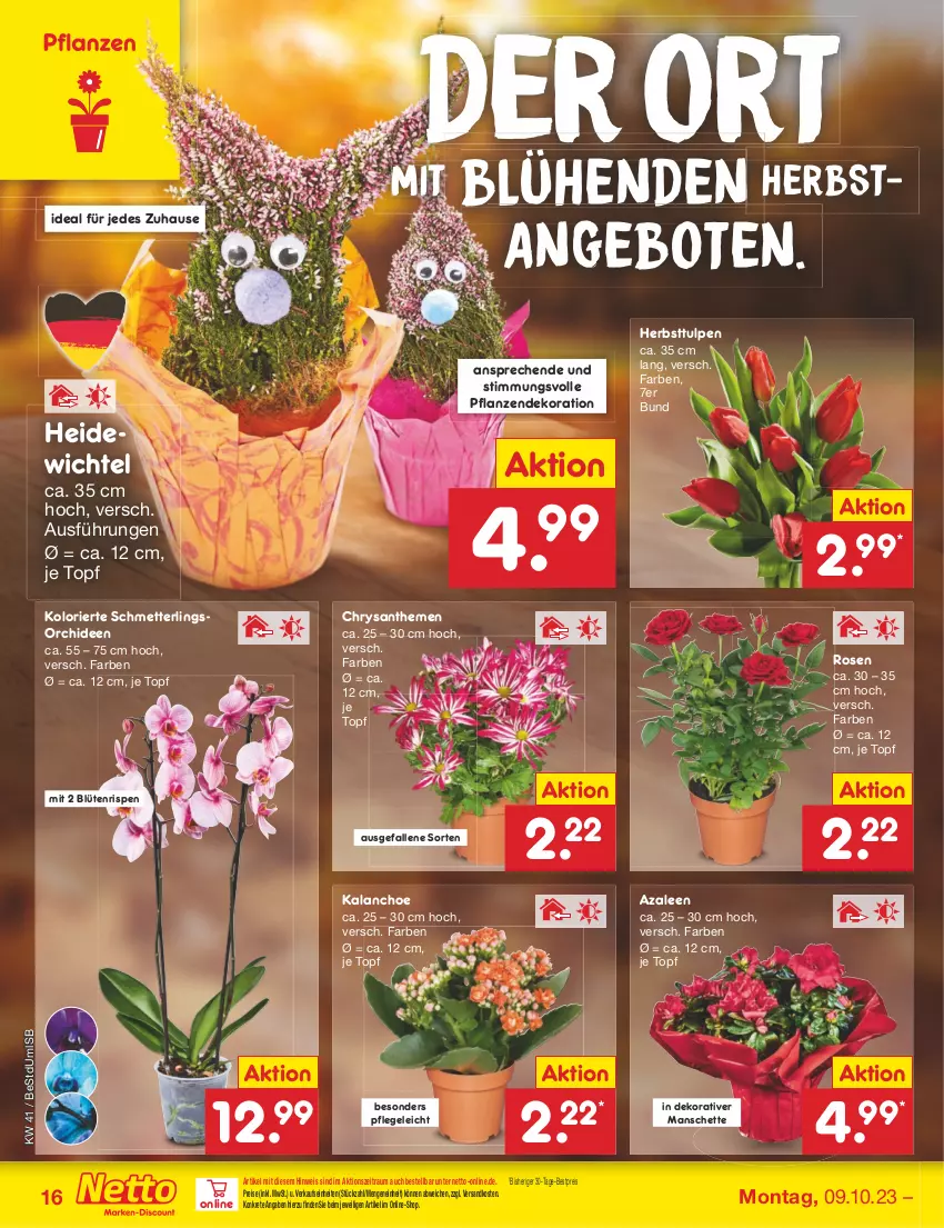 Aktueller Prospekt Netto Marken-Discount - Filial-Angebote - von 09.10 bis 14.10.2023 - strona 16 - produkty: angebot, angebote, bestpreis, Blüte, chrysanthemen, dekoration, eis, Kalanchoe, Mett, ndk, orchidee, orchideen, pflanze, pflanzen, reis, rosen, Schmetterling, schmetterlingsorchidee, Ti, topf, Wichtel