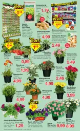 Gazetka promocyjna Jawoll - Prospekte - Gazetka - ważna od 02.04 do 02.04.2022 - strona 6 - produkty: ball, beetpflanzen, Begonia, blume, blumen, blumenkohl, calibrachoa, eis, Erdbeerpflanze, erde, Garten, gartennelke, geranie, HP, kartoffel, kartoffeln, kohlrabi, kopfsalat, mac, pflanze, pflanzen, Pflanzkartoffeln, Ria, sac, salat, Spezi, Thea, Ti, tisch, topf, zwiebel, zwiebeln