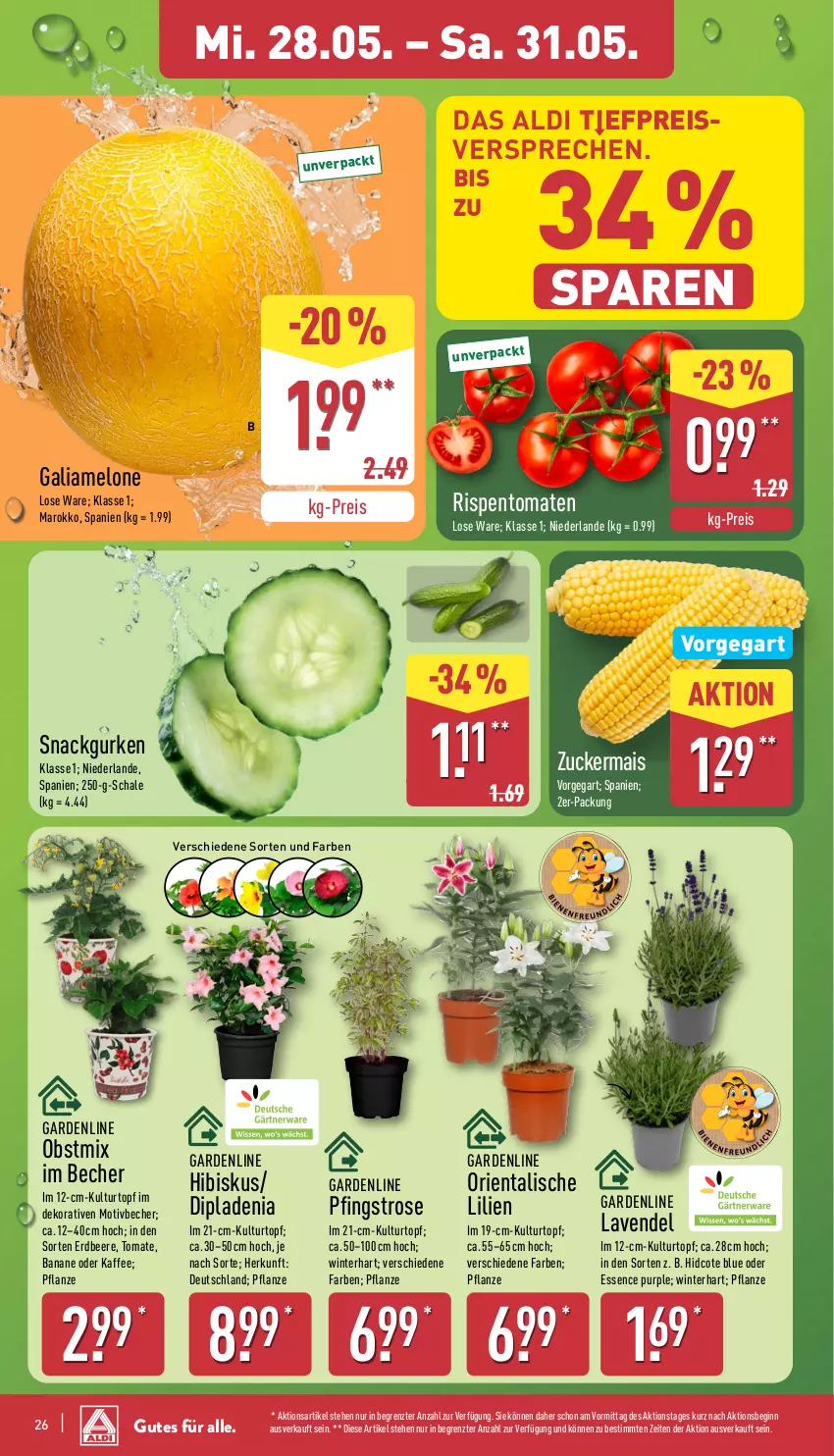 Aktueller Prospekt Aldi Nord - Von Montag - von 26.05 bis 31.05.2025 - strona 26 - produkty: aldi, banane, Becher, beere, Blüte, Brei, dip, dipladenia, eis, erdbeere, galiamelone, gin, gurke, gurken, kaffee, kulturtopf, lavendel, mais, melone, obst, pflanze, reis, rispentomaten, Schal, Schale, snack, Ti, tomate, tomaten, topf, ZTE, zucker, zuckermais