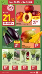 Gazetka promocyjna Aldi Nord - Von Montag - Gazetka - ważna od 31.05 do 31.05.2025 - strona 3 - produkty: aubergine, beere, beeren, Blüte, Brei, chrysanthemen, gin, kulturtopf, mango, Nektar, nektarinen, pflanze, Rauch, Ria, Schal, Schale, Ti, topf, Vase, ZTE