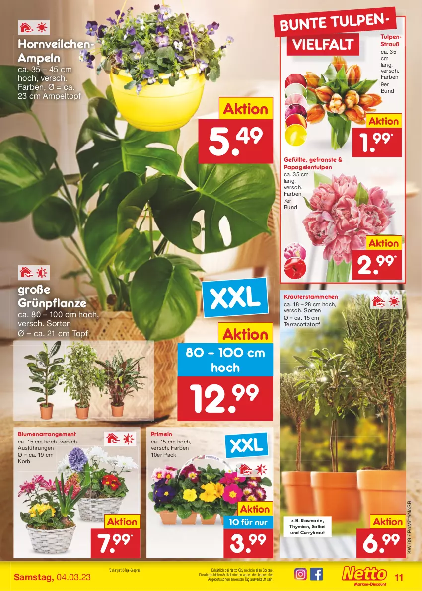 Aktueller Prospekt Netto Marken-Discount - Filial-Angebote - von 27.02 bis 04.03.2023 - strona 11 - produkty: angebot, bestpreis, blume, blumen, curry, eis, korb, Kraut, kräuter, pflanze, Primeln, reis, rosmarin, Ti, topf, ZTE