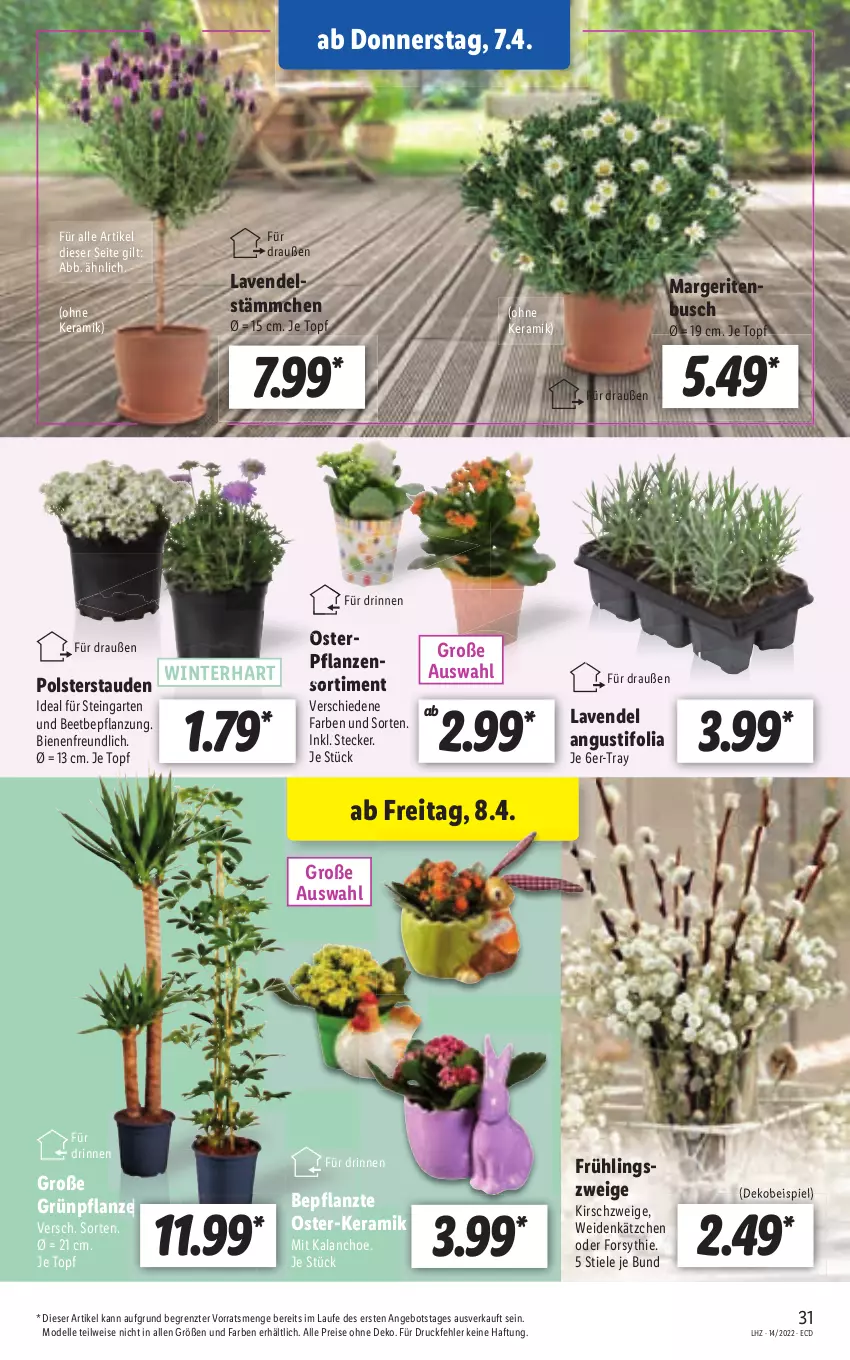 Aktueller Prospekt Lidl - Aktionsprospekt - von 04.04 bis 09.04.2022 - strona 31 - produkty: angebot, dell, eis, elle, Garten, Kalanchoe, Kätzchen, kirsch, Mode, reis, stauden, Ti, topf, ZTE