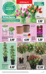 Gazetka promocyjna Lidl - Aktionsprospekt - Gazetka - ważna od 09.04 do 09.04.2022 - strona 21 - produkty: angebot, auer, dell, eis, elle, ente, erde, geranie, geranien, kulturtopf, Mode, reis, Ti, topf, ZTE