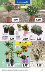 Gazetka promocyjna Lidl - Aktionsprospekt - Gazetka - ważna od 09.04 do 09.04.2022 - strona 31 - produkty: angebot, dell, eis, elle, Garten, Kalanchoe, Kätzchen, kirsch, Mode, reis, stauden, Ti, topf, ZTE