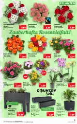 Gazetka promocyjna Kaufland - Gazetka - ważna od 15.06 do 15.06.2022 - strona 13 - produkty: angebot, angebote, Brei, chrysanthemen, orchidee, pflanze, pflanzen, Pflanzkasten, Ria, rosen, Rosenstrauß, Schal, Schale, Ti, topf, topf ø 12 cm, Untersetzer, wasser