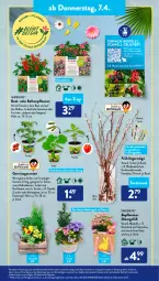 Gazetka promocyjna AldiSud - ALDI Aktuell - Gazetka - ważna od 09.04 do 09.04.2022 - strona 31 - produkty: aldi, alle artikel ohne dekoration, aubergine, auberginen, auer, balkonpflanzen, Bau, beere, beeren, decke, dekoration, dell, eis, elle, gardenline®, Garten, geranie, geranien, gin, gurke, Holz, Kalanchoe, Kätzchen, korb, kulturtopf, LG, Mode, paprika, pfirsich, pflanze, pflanzen, ring, rwe, Tasche, Ti, tomate, topf, Vase, ZTE, zucchini