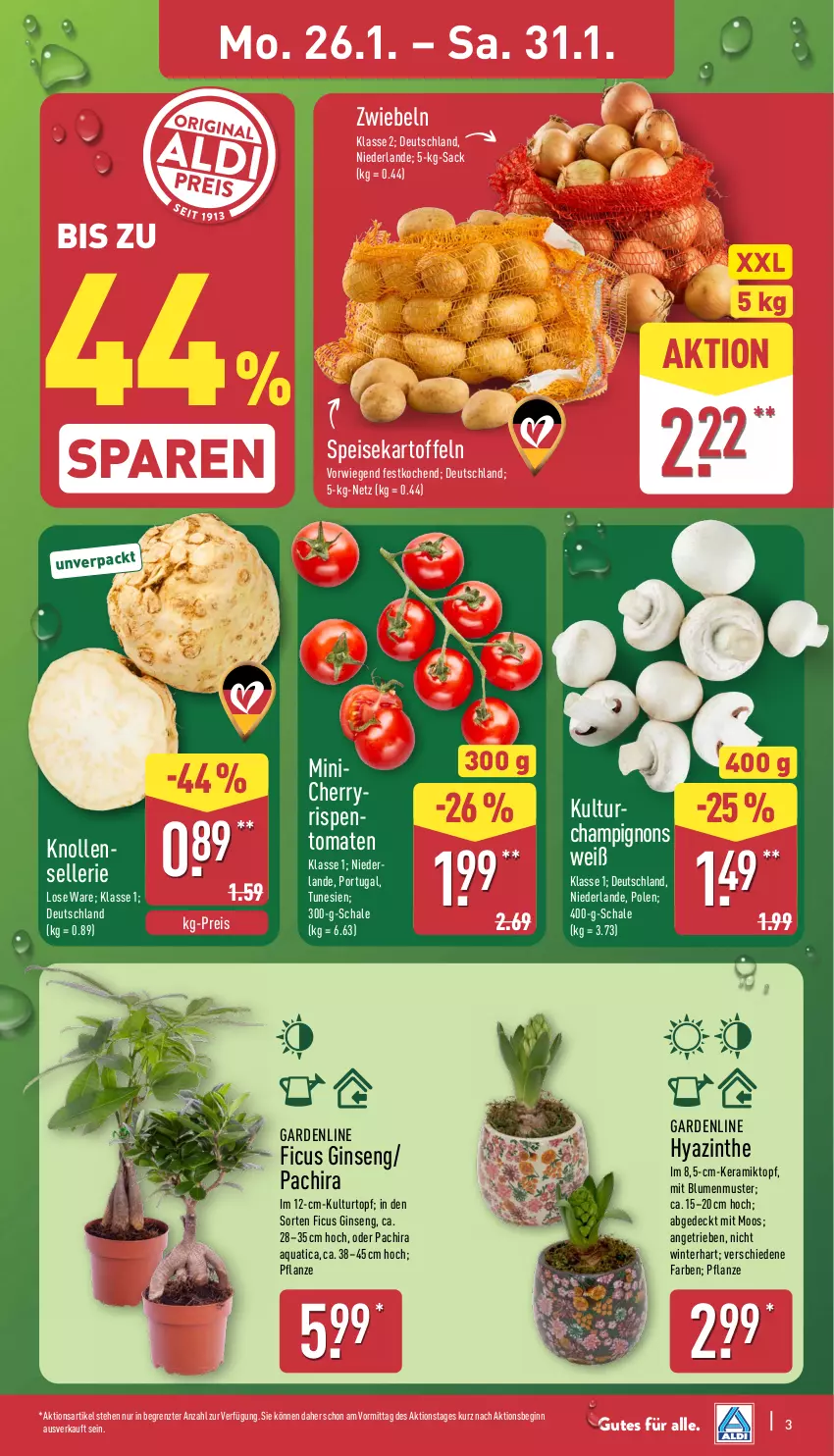 Aktueller Prospekt Aldi Nord - Von Montag - von 26.01 bis 31.01.2026 - strona 3 - produkty: aqua, blume, blumen, Blüte, Brei, eis, elle, Ficus, gin, kartoffel, kartoffeln, kulturtopf, Pachira, pflanze, reis, rind, sac, Schal, Schale, speisekartoffeln, Ti, tomate, tomaten, topf, ZTE, zwiebel, zwiebeln