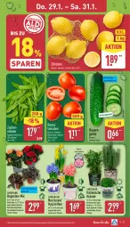 Gazetka promocyjna Aldi Nord - Von Montag - Gazetka - ważna od 31.01 do 31.01.2026 - strona 29 - produkty: auer, Bau, Bauer, Becher, Begonie, beutel, Blüte, Brei, erbsen, gurke, kräuter, kulturtopf, Narzissen, pflanze, Ria, Schal, Schale, Schmuck, Ti, tisch, tomate, tomaten, topf, zitrone, zitronen, ZTE, zucker