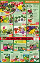 Gazetka promocyjna Norma - Norma - Gazetka - ważna od 24.02 do 24.02.2025 - strona 14 - produkty: Astra, ball, Bau, beutel, bio, blume, blumen, Blüte, bohne, chili, dahlie, dünger, eis, erde, Ficus, Garten, Gewächshaus, Gießkanne, gin, Gladiolen, gurke, HP, kakao, Kalanchoe, kirsch, Konifere, korb, kulturtopf, Kürbis, LG, mango, melone, messer, Narzissen, natur, orange, papier, paprika, petersilie, pflanze, pflanzen, Primeln, radieschen, rasen, rasendünger, reis, reiss, rosen, salat, Salatgurke, salz, Schal, Schale, Schmuck, sesam, Spezi, stauden, Tasche, Ti, tisch, tomate, topf, wasser, wassermelone, zucchini, zwiebel, zwiebeln