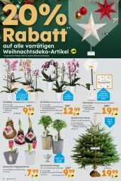 Gazetka promocyjna  - Gazetka - ważna od 21.12 do 21.12.2024 - strona 2 - produkty: Blüte, Ficus, gin, hipp, Holz, orchidee, orchideen, pflanze, pflanzen, phalaenopsis, rum, Ti, topf, übertopf