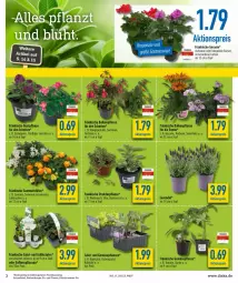 Gazetka promocyjna Diska - Prospekte - Gazetka - ważna od 30.04 do 30.04.2022 - strona 3 - produkty: aktionspreis, burger, eis, essig, fisch, geranie, reis, sessel, tee, Ti