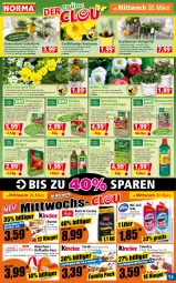 Gazetka promocyjna Norma - Norma - Gazetka - ważna od 25.03 do 25.03.2024 - strona 13 - produkty: ACC, balkonpflanzen, Bau, beere, beeren, bio, biozidprodukte, blume, blumen, blumenerde, bohne, braun, dünger, eis, erde, ferrero, Ferrero Küsschen, Ficus, flasche, flüssigdünger, Garten, Gemüsedünger, hama, Holz, hortensie, hortensien, HP, Kalanchoe, korb, korn, kraft, kübelpflanzen, kulturtopf, magnesium, Narzissen, orange, pflanze, pflanzen, raffaello, rasen, Rauch, Ria, riegel, rind, rwe, senf, Spezi, Ti, tomate, tomaten, topf, und gemüse, wc-gel, WICK, ZTE, zwiebel, zwiebeln