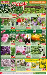 Gazetka promocyjna Norma - Norma - Gazetka - ważna od 25.03 do 25.03.2024 - strona 16 - produkty: angebot, angebote, aust, Bebe, bio, Blüte, brie, creme, dekoration, eier, eis, elle, flieder, Garten, gin, hortensie, hydrangea, jumbo, Kalanchoe, kopfsalat, kulturtopf, lebensmittel, Narzissen, orange, orchidee, pflanze, pflanzen, phalaenopsis, reis, Ria, rosen, rwe, sahne, salat, Schal, Schale, stauden, Ti, topf, übertopf, Yo, ZTE