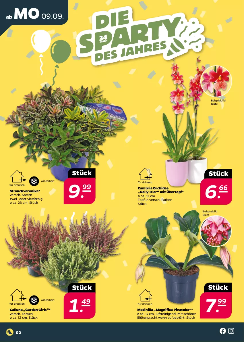 Aktueller Prospekt Netto - Woche 37 - von 09.09 bis 14.09.2024 - strona 2 - produkty: Blüte, eis, orchidee, Rauch, Ria, topf, übertopf