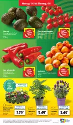 Gazetka promocyjna Lidl - Aktionsprospekt - Gazetka - ważna od 10.06 do 10.06.2023 - strona 7 - produkty: eier, eis, LG, monster, Monstera, paprika, Rauch, reis, stauden, strauchtomaten, Ti, tomate, tomaten