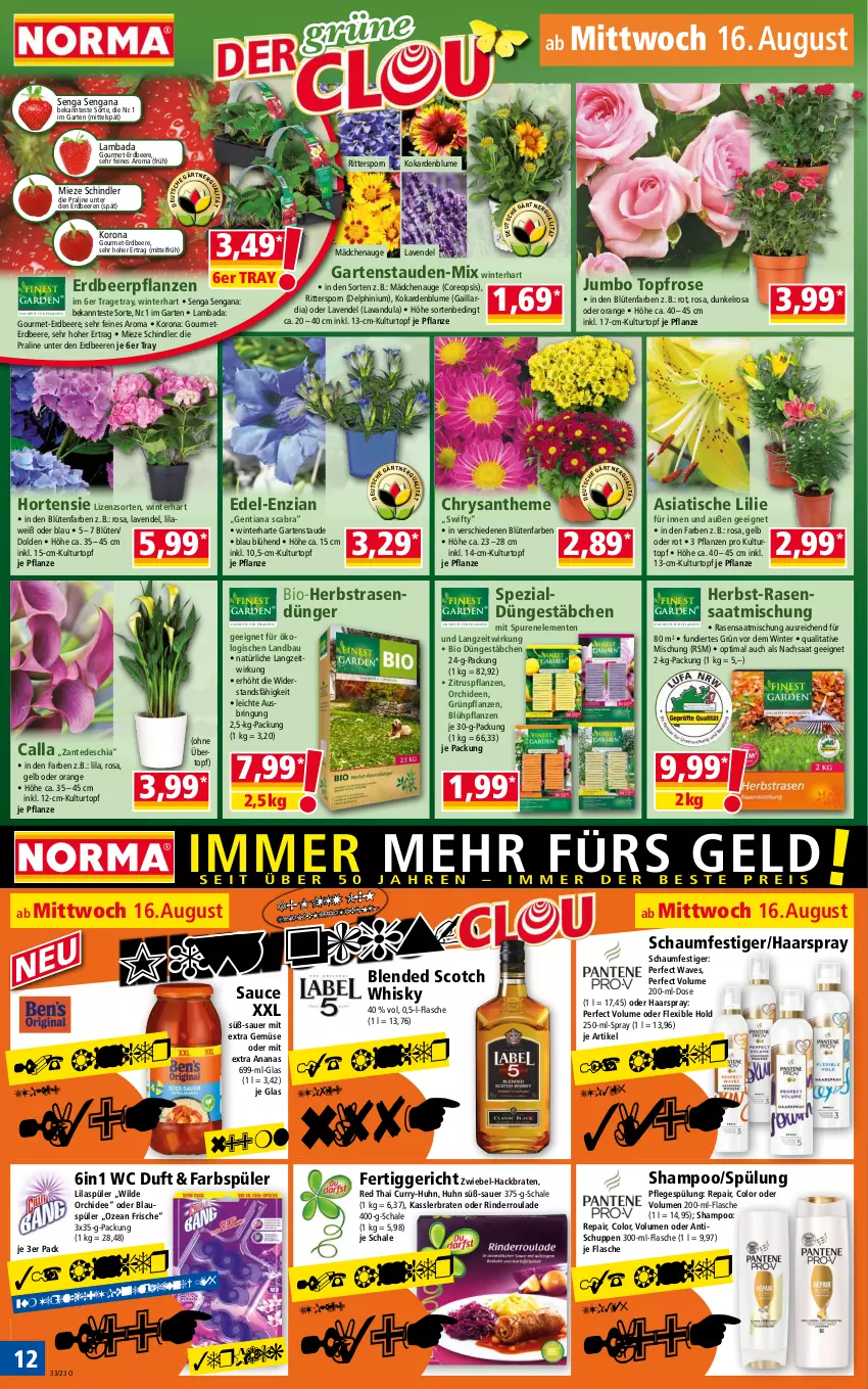 Aktueller Prospekt Norma - Norma - von 14.08 bis 21.08.2023 - strona 12 - produkty: ananas, auer, Bad, Bau, beere, beeren, bio, blended scotch, blended scotch whisky, blume, Blüte, braten, chia, curry, dünger, ente, erdbeere, erdbeeren, Erdbeerpflanze, fertiggericht, flasche, Garten, Grünpflanzen, haarspray, hortensie, HP, jumbo, kulturtopf, lavendel, orange, orchidee, orchideen, oreo, pflanze, pflanzen, Pflegespülung, rasen, rasendünger, rind, rinder, Rinderroulade, ring, ritter, sauce, Schal, Schale, schaumfestiger, scotch, scotch whisky, shampoo, Spezi, spülung, stauden, Ti, tisch, topf, übertopf, usb, whisky, Wild, zwiebel