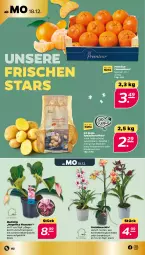 Gazetka promocyjna Netto - Woche 51 - Gazetka - ważna od 23.12 do 23.12.2023 - strona 2 - produkty: Blüte, clementinen, eis, kartoffel, kartoffeln, Mett, orchidee, orchideen, sac, Schmetterling, schmetterlingsorchidee, speisekartoffeln, Ti, topf