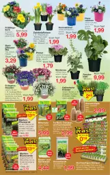 Gazetka promocyjna Jawoll - Prospekte - Gazetka - ważna od 04.02 do 04.02.2023 - strona 10 - produkty: beetpflanzen, blume, blumen, blumenerde, brie, cin, eis, elle, erde, fenster, Garten, Gemüseerde, HP, kissen, korb, kräuter, lavendel, monster, Monstera, pflanze, pflanzen, pflanzerde, rasen, rosmarin, sac, salz, Spezi, stauden, Ti, tomate, tomaten, topf, und gemüse, zwiebel