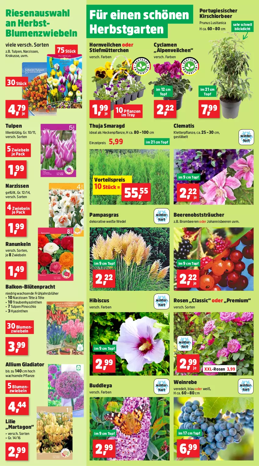 Aktueller Prospekt Thomas Philipps - von 23.09 bis 28.09.2024 - strona 2 - produkty: Alpenveilchen, beere, beeren, blume, blumen, Blüte, brombeere, brombeeren, eis, Garten, johannisbeere, Johannisbeeren, kirsch, Narzissen, obst, pflanze, pflanzen, reis, rosen, Ti, topf, trauben, vorteilspreis, wedel, wein, zwiebel, zwiebeln