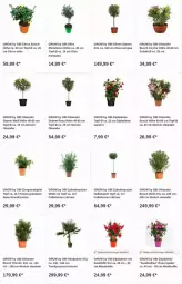 Gazetka promocyjna Obi - Prospekte - Gazetka - ważna od 13.12 do 13.12.2023 - strona 5 - produkty: apfel, citrus, dip, dipladenia, grana, granatapfel, olive, oliven, punica, Rana, Schal, Schale, sim, Ti, topf