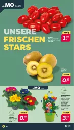 Gazetka promocyjna Netto - Woche 3 - Gazetka - ważna od 20.01 do 20.01.2024 - strona 2 - produkty: blume, blumen, cherrytomaten, im 9-cm-topf, kiwi, Narzissen, Primeln, tomate, tomaten, topf, zwiebel, zwiebeln