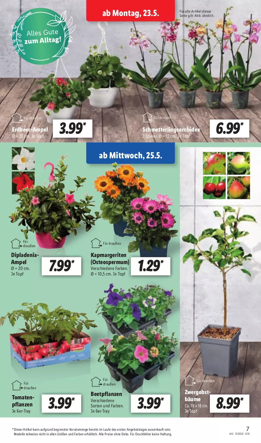 Aktueller Prospekt Lidl - Aktionsprospekt - von 23.05 bis 28.05.2022 - strona 7 - produkty: angebot, beetpflanzen, dell, dip, dipladenia, eis, elle, Mett, Mode, obst, orchidee, pflanze, pflanzen, reis, Schmetterling, schmetterlingsorchidee, Ti, tomate, tomaten, topf, ZTE