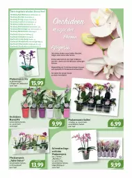 Gazetka promocyjna Feneberg - Prospekte - Gazetka - ważna od 24.09 do 24.09.2022 - strona 14 - produkty: angebot, angebote, auer, Bad, ball, blume, blumen, buch, chloe, dekoration, Diesel, dünger, Egger, eis, elle, emmi, erde, gin, Mett, Ofen, orchidee, orchideen, Orchideenerde, phalaenopsis, rel, rwe, Schmetterling, schmetterlingsorchidee, Spezi, Ti, topf, wasser