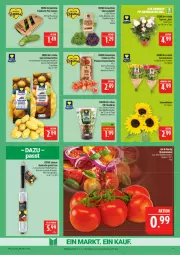 Gazetka promocyjna Marktkauf - Prospekt - Gazetka - ważna od 04.07 do 04.07.2026 - strona 9 - produkty: ackergold, basilikum, bio, blume, blumen, deka, Eichblattsalat, eis, Frühkartoffeln, gurke, gurken, kartoffel, kartoffeln, mini-gurken, reis, rispentomaten, rosen, salat, schutzhülle, sonnenblume, sonnenblumen, speisefrühkartoffeln, Spezi, Ti, tomate, tomaten, topf, ZTE