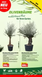 Gazetka promocyjna Thomas Philipps - Gazetka - ważna od 11.05 do 11.05.2024 - strona 7 - produkty: Bau, bio, Blüte, frucht, Garten, Gesundheit, leine, messer, olive, oliven, pflanze, Ti, topf, WICK