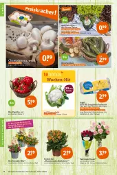 Gazetka promocyjna Tegut - Angebote der Woche - Gazetka - ważna od 16.07 do 16.07.2022 - strona 6 - produkty: angebot, angebote, Bau, bio, Bio-Paprika, bio-zucchini, blume, blumen, blumenkohl, bunte salate, champignon, champignons, dekoration, eier, ente, Kalanchoe, lamm, paprika, pflanze, pflanzen, rosen, salat, salate, Schal, Schale, Ti, topf, zucchini