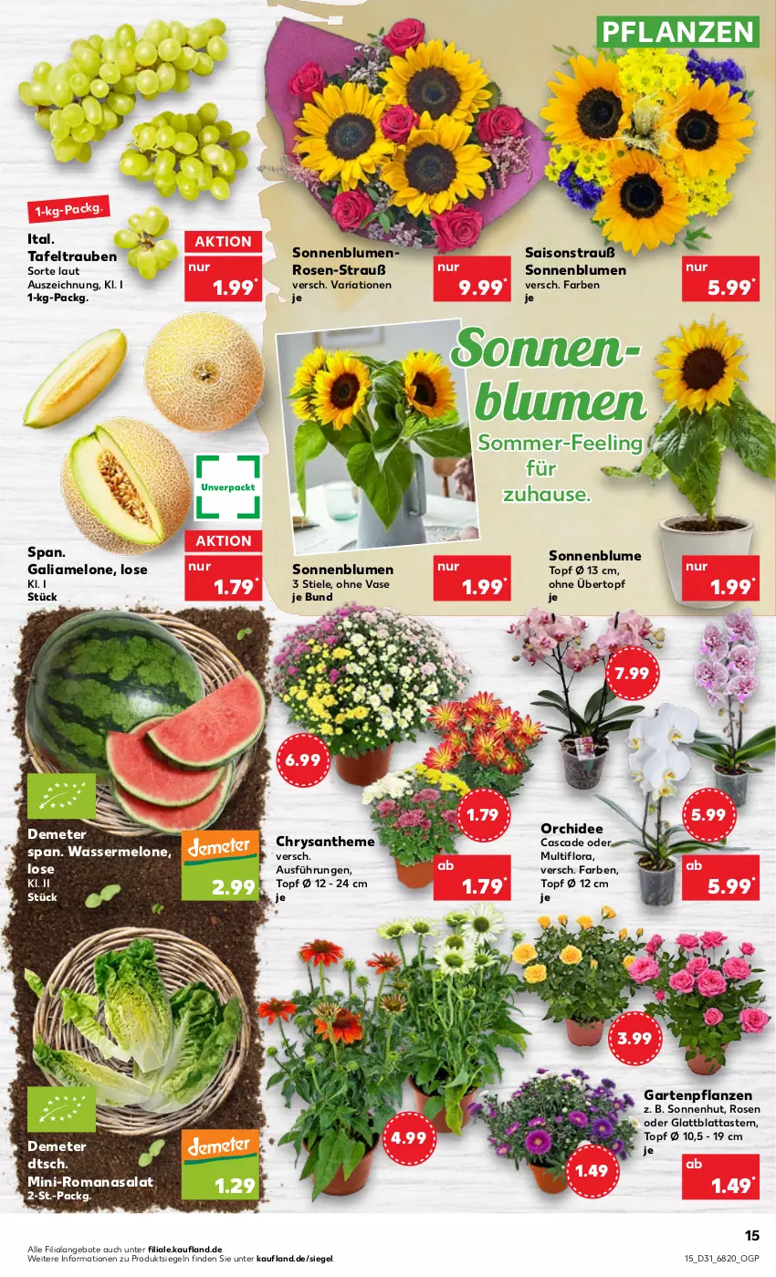 Aktueller Prospekt Kaufland - von 04.08 bis 10.08.2022 - strona 15 - produkty: angebot, angebote, blume, blumen, galiamelone, Garten, Gartenpflanze, melone, orchidee, pflanze, pflanzen, Ria, Romanasalat, rosen, salat, sonnenblume, sonnenblumen, tafeltrauben, Ti, topf, topf ø 12 cm, trauben, übertopf, Vase, wasser, wassermelone