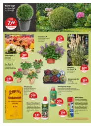 Gazetka promocyjna Vmarkt - V-Markt - Gazetka - ważna od 14.09 do 14.09.2022 - strona 20 - produkty: Begonia, Begonie, bio, biozidprodukte, blume, blumen, buch, Campanula, decke, dünger, flüssigdünger, frucht, Garten, Gartenpflanze, Hauswurz, Holz, im 9-cm-topf, kleid, Kleidung, Kugel, Lampe, Liege, natur, pflanze, pflanzen, Rauch, rind, rindenmulch, rwe, sekt, Sempervivum, Spezi, Ti, topf, übertopf