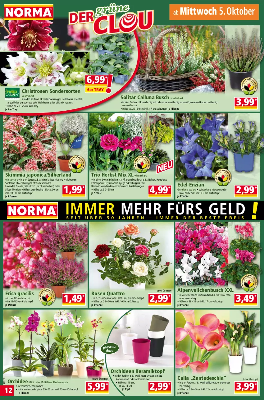 Aktueller Prospekt Norma - Norma - von 04.10 bis 11.10.2022 - strona 12 - produkty: Alpenveilchen, Blüte, chia, elle, Garten, Heu, korb, kulturtopf, lachs, lavendel, mac, orange, orchidee, orchideen, pflanze, pflanzen, phalaenopsis, Rauch, Ria, rosen, saro, Schal, Schale, sim, Ti, topf, übertopf