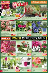 Gazetka promocyjna Norma - Norma - Gazetka - ważna od 11.10 do 11.10.2022 - strona 12 - produkty: Alpenveilchen, Blüte, chia, elle, Garten, Heu, korb, kulturtopf, lachs, lavendel, mac, orange, orchidee, orchideen, pflanze, pflanzen, phalaenopsis, Rauch, Ria, rosen, saro, Schal, Schale, sim, Ti, topf, übertopf