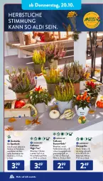 Gazetka promocyjna AldiSud - IN ZWEI WOCHEN - Gazetka - ważna od 22.10 do 22.10.2022 - strona 18 - produkty: aldi, gardenline®, henkel, Holz, korb, kulturtopf, Kürbis, messer, orange, paprika, Ti, topf, wolle