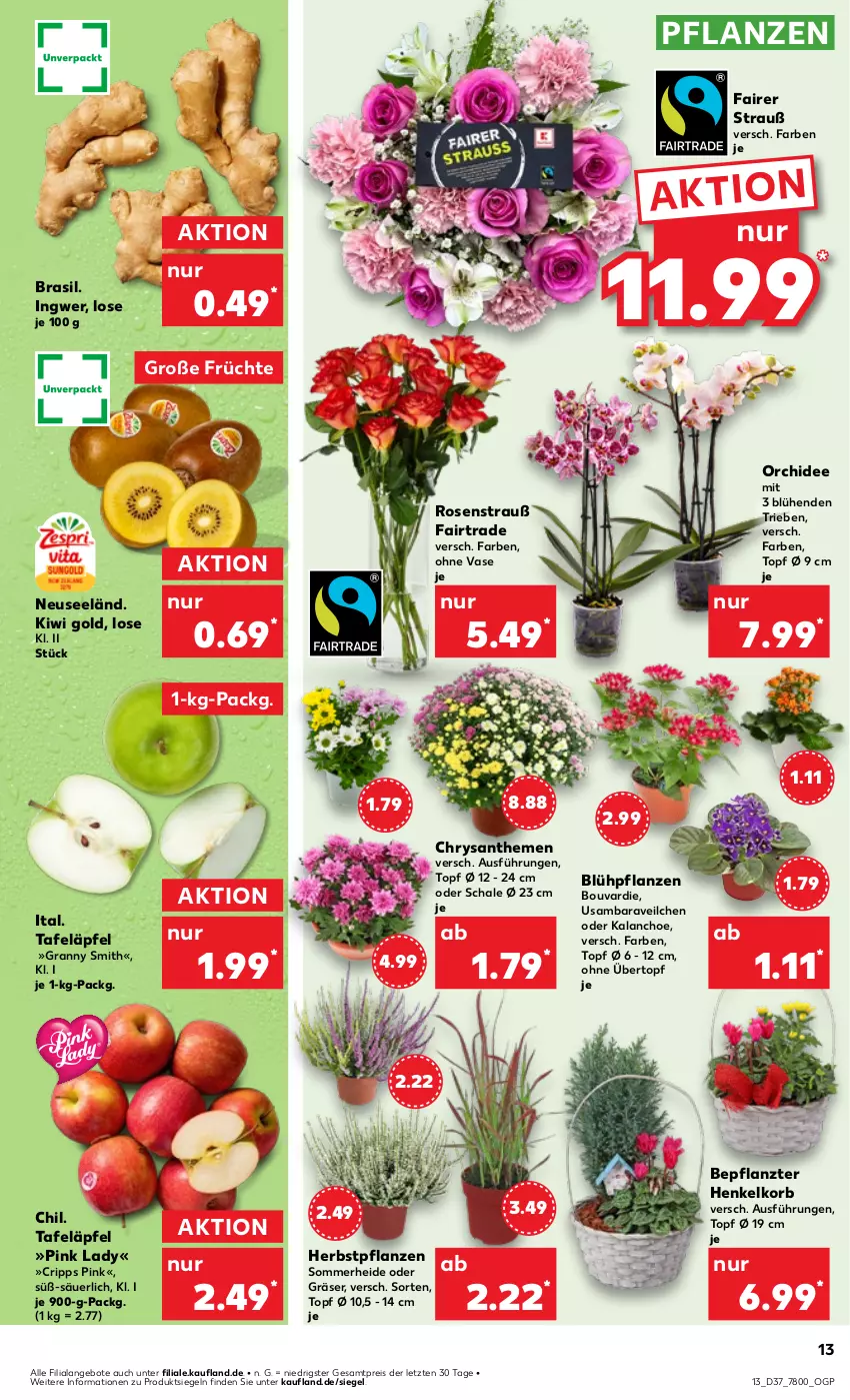 Aktueller Prospekt Kaufland - Prospekt - von 12.09 bis 18.09.2024 - strona 13 - produkty: angebot, angebote, chrysanthemen, eis, früchte, henkel, HP, ingwer, Kalanchoe, kiwi, Kiwi Gold, korb, orchidee, pflanze, pflanzen, Pink Lady, reis, rosen, Rosenstrauß, Schal, Schale, tafeläpfel, Ti, topf, übertopf, Vase, ZTE