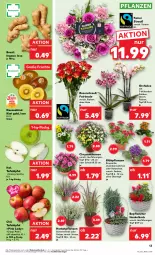 Gazetka promocyjna Kaufland - Prospekt - Gazetka - ważna od 18.09 do 18.09.2024 - strona 13 - produkty: angebot, angebote, chrysanthemen, eis, früchte, henkel, HP, ingwer, Kalanchoe, kiwi, Kiwi Gold, korb, orchidee, pflanze, pflanzen, Pink Lady, reis, rosen, Rosenstrauß, Schal, Schale, tafeläpfel, Ti, topf, übertopf, Vase, ZTE