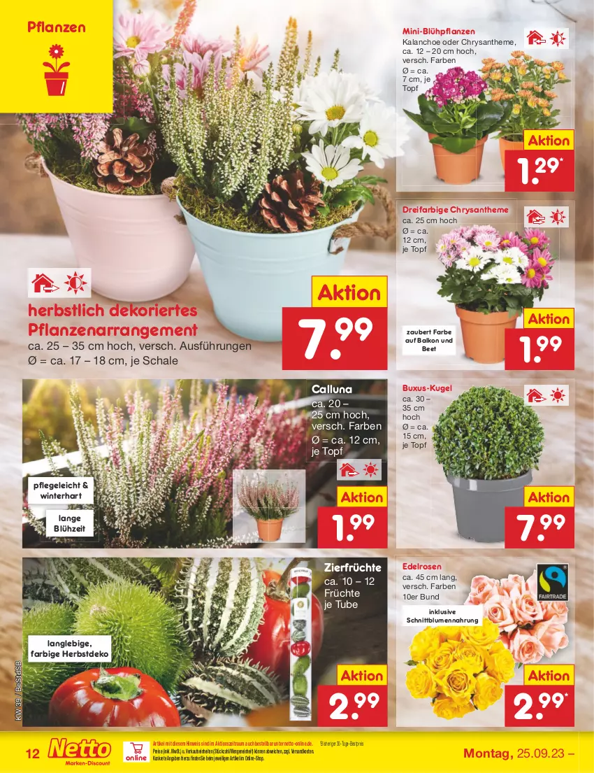 Aktueller Prospekt Netto Marken-Discount - Filial-Angebote - von 25.09 bis 30.09.2023 - strona 12 - produkty: bestpreis, blume, blumen, eis, früchte, HP, Kalanchoe, Kugel, ndk, pflanze, pflanzen, reis, rosen, Schal, Schale, Ti, topf