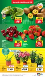 Gazetka promocyjna Lidl - Aktionsprospekt - Gazetka - ważna od 24.06 do 24.06.2023 - strona 7 - produkty: Abtei, aloe vera, beere, beeren, discount, Echinacea, eis, Elan, erdbeere, erdbeeren, kirsch, kirsche, kirschen, kiwi, Kiwi Gold, reis, salat, Ti, topf