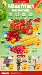 Gazetka promocyjna Penny - Prospekte - Gazetka - ważna od 12.08 do 12.08.2023 - strona 2 - produkty: beere, beeren, bio, eis, himbeer, himbeere, himbeeren, korb, mais, natur, orchidee, radieschen, reis, rispentomaten, Schal, Schale, Ti, tomate, tomaten, topf, Yo, ZTE, zucker, zuckermais, zwiebel, zwiebeln