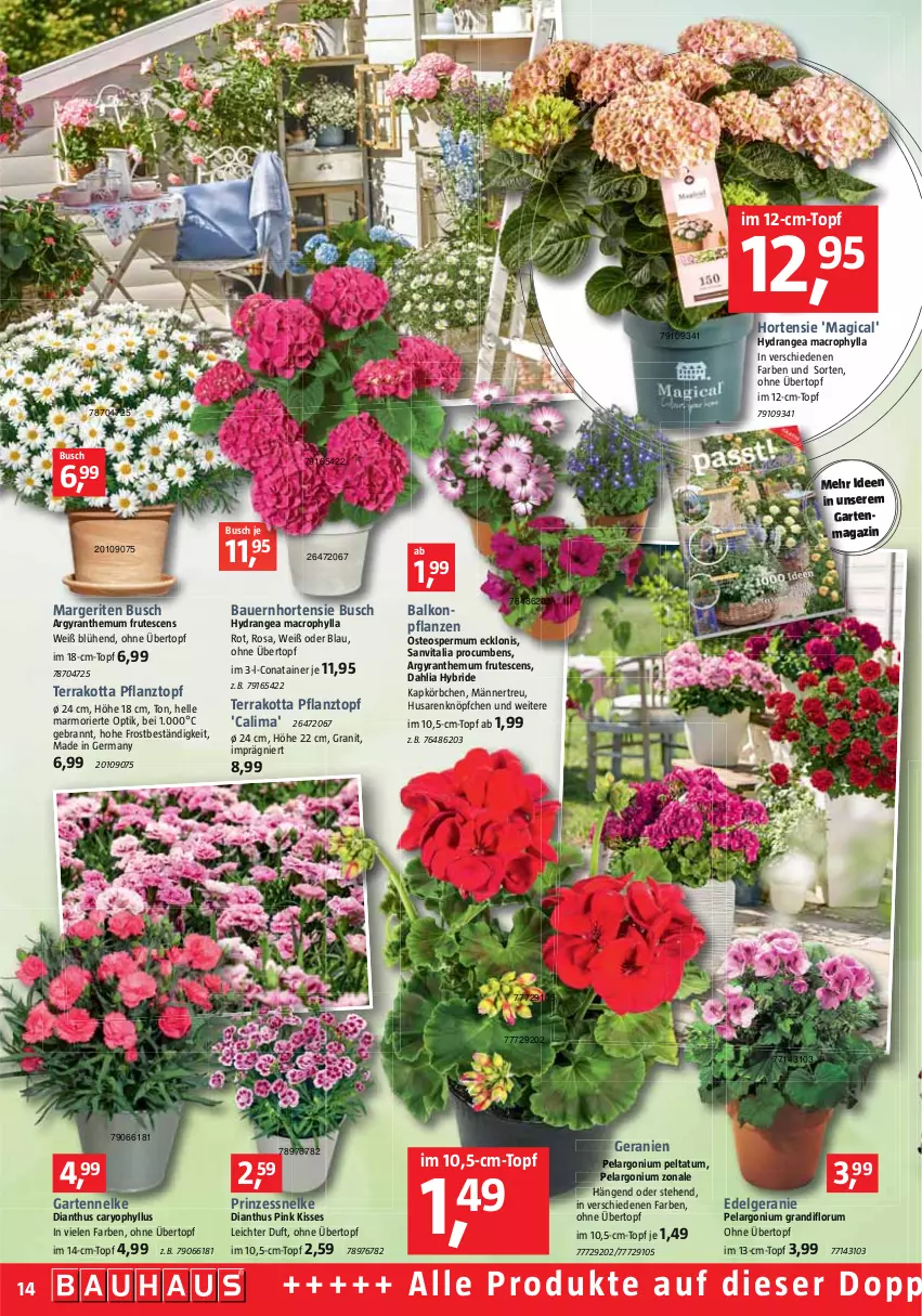 Aktueller Prospekt Bauhaus - Prospekte - von 02.04 bis 30.04.2022 - strona 14 - produkty: auer, balkonpflanzen, Bau, Bauer, elle, Garten, gartennelke, geranie, geranien, Germ, hortensie, hydrangea, hydrangea macrophylla, Körbchen, LG, mac, Pelargonium, pflanze, pflanzen, Pflanztopf, rum, tee, Ti, topf, übertopf, vita, Yo