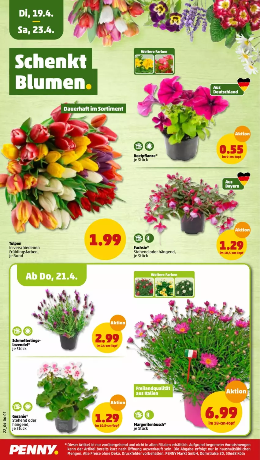 Aktueller Prospekt Penny - Prospekte - von 18.04 bis 23.04.2022 - strona 22 - produkty: eis, geranie, lavendel, pflanze, reis, tee, ZTE