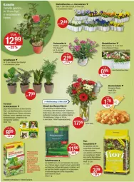 Gazetka promocyjna Vmarkt - Prospekte - Gazetka - ważna od 13.03 do 13.03.2024 - strona 16 - produkty: angebot, angebote, Bau, blume, blumen, Blumenstrauß, braun, chrysanthemen, erde, ferramol schneckenkorn, Gerber, Grünpflanzen, korn, LG, natur, obst, papier, pflanze, pflanzen, pril, rasen, rosen, schneckenkorn, Spezi, Ti, topf, übertopf, zwiebel, zwiebeln