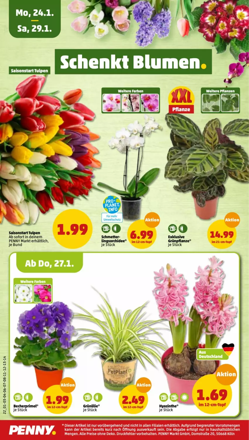 Aktueller Prospekt Penny - Prospekte - von 24.01 bis 29.01.2022 - strona 22 - produkty: Becher, eis, elle, Mett, orchidee, pflanze, reis, Ti, tuc, ZTE