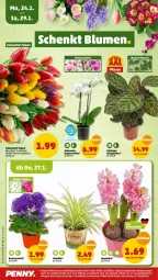 Gazetka promocyjna Penny - Prospekte - Gazetka - ważna od 29.01 do 29.01.2022 - strona 22 - produkty: Becher, eis, elle, Mett, orchidee, pflanze, reis, Ti, tuc, ZTE