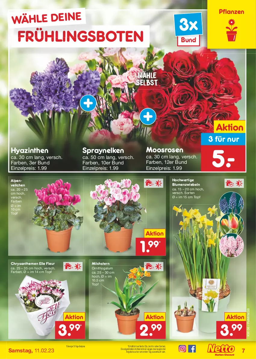 Aktueller Prospekt Netto Marken-Discount - Filial-Angebote - von 06.02 bis 11.02.2023 - strona 7 - produkty: Alpenveilchen, angebot, bestpreis, blume, blumen, chrysanthemen, eis, elle, milch, pflanze, pflanzen, reis, rosen, Ti, topf, ZTE, zwiebel, zwiebeln