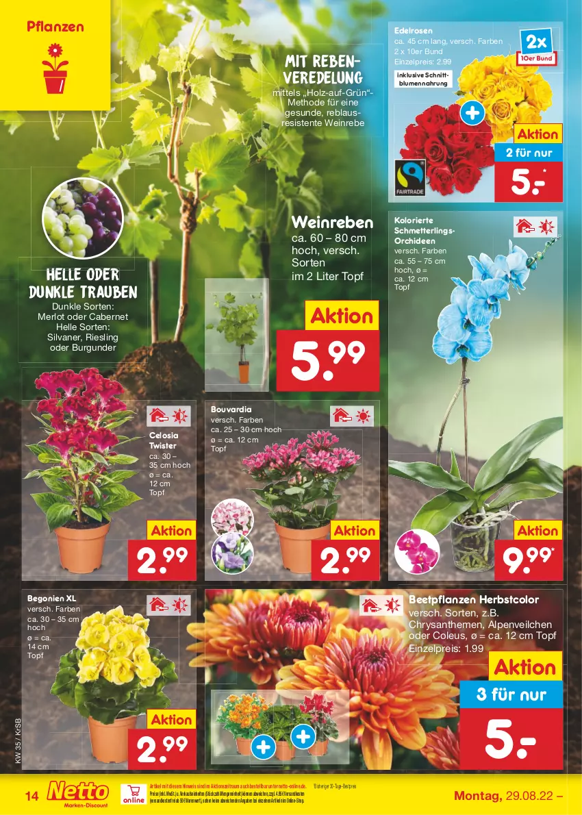 Aktueller Prospekt Netto Marken-Discount - Filial-Angebote - von 29.08 bis 03.09.2022 - strona 14 - produkty: Alpenveilchen, beetpflanzen, Begonie, bestpreis, blume, blumen, burgunder, cabernet, chrysanthemen, eis, elle, ente, Holz, merl, merlot, Mett, ndk, orchidee, orchideen, pflanze, pflanzen, reis, riesling, rosen, Schmetterling, schmetterlingsorchidee, silvaner, Ti, topf, trauben, versandkostenfrei, wein